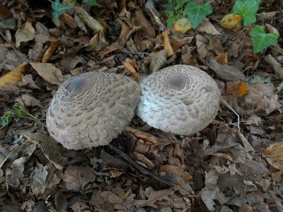 Sombere knolparasolzwam (Chlorophyllum olivieri)