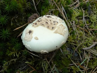 Gele knolamaniet (Amanita citrina)