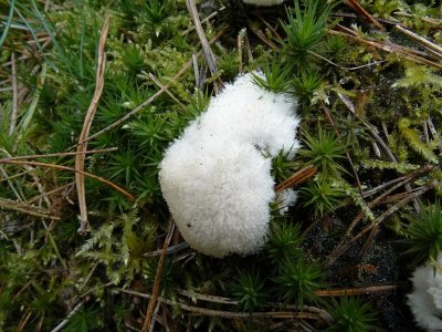 Boompuist (Oligoporus ptychogaster)