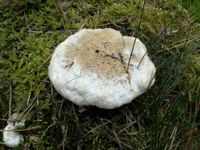 Boompuist (Oligoporus ptychogaster)
