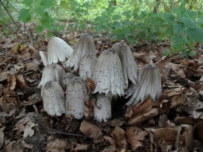 Grote kale inktzwam (Coprinopsis atramentaria)