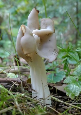 Witte kluifzwam (Helvella crispa)