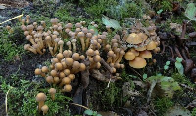 Stobbezwammetje (Kuehneromyces mutabilis)