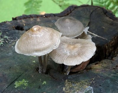 Helmmycena (Mycena galericulata)