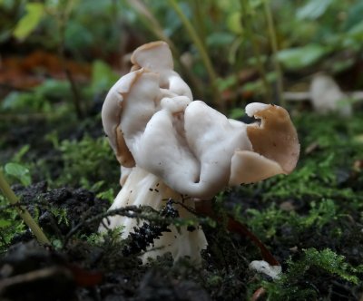 Witte kluifzwam (Helvella crispa)