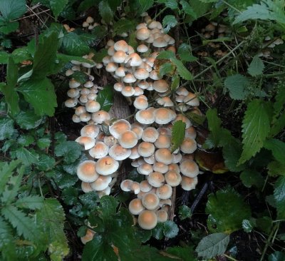 Gewone zwavelkop (Hypholoma fasciculare, synoniem: Psilocybe fascicularis )