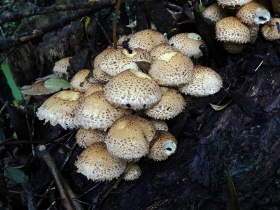 Schubbige Bundelzwam (Pholiota squarrosa)