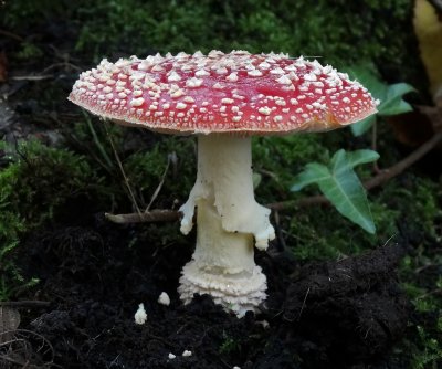 Vliegenzwam (Amanita muscaria)