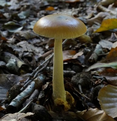 Roodbruine slanke amaniet (Amanita fulva)