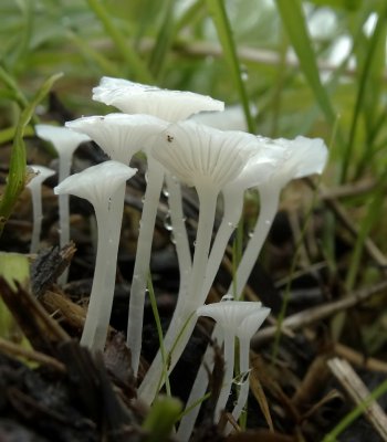 Hemimycena sp.