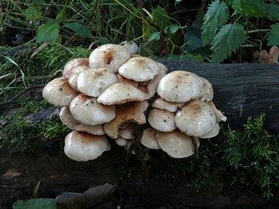 Slijmerige blekerik (Pholiota lenta)