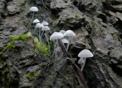 Mycena sp.