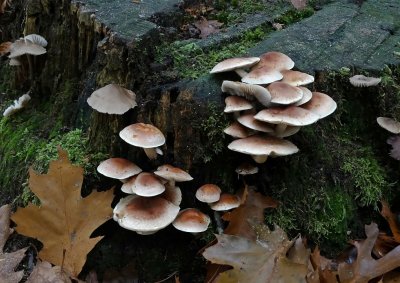 Rode Zwavelkop (Hypholoma sublateritium)