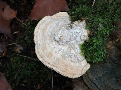 g9/63/987663/3/161666380.n43aAxSR.jpg