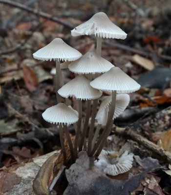 Bundelmycena (Mycena arcangeliana)