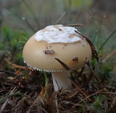 Narcisamaniet (Amanita gemmata)