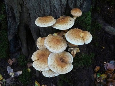 Schubbige Bundelzwam (Pholiota squarrosa)