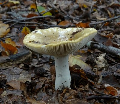 Russula sp.