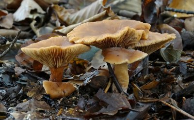 Melkzwam sp. (Lactarius sp.)