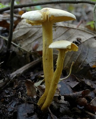 Narcisridderzwam (Tricholoma sulphureum)