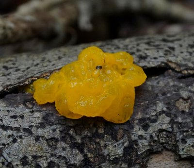 Gele Trilzwam (Tremella mesenterica)