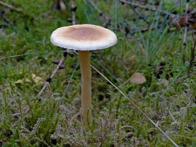 Poedersteeltje (Inocybe petiginosa)