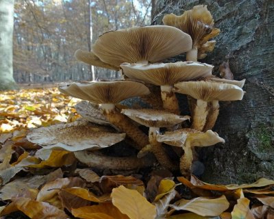 Schubbige Bundelzwam (Pholiota squarrosa)