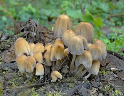 Gewone glimmerinktzwam (Coprinus micaceus)