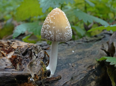 Gewone glimmerinktzwam (Coprinus micaceus)