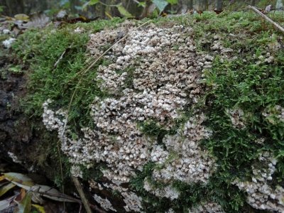 Witte tandzwam (Schizopora paradoxa)