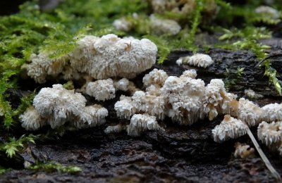 Witte tandzwam (Schizopora paradoxa)