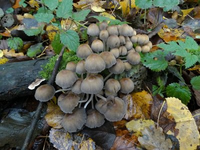 Gewone glimmerinktzwam (Coprinus micaceus)