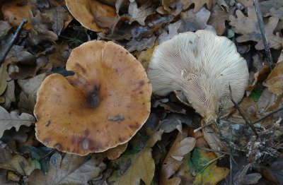 Roodbruine Schijnridderzwam (Lepista flaccida)