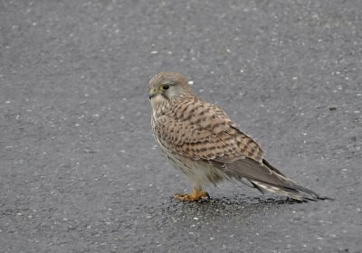 Torenvalk (Common Kestrel)