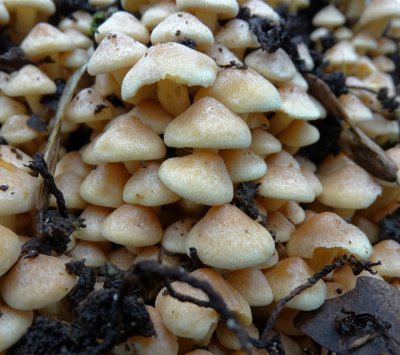 Gewone zwavelkop (Hypholoma fasciculare, synoniem: Psilocybe fascicularis )