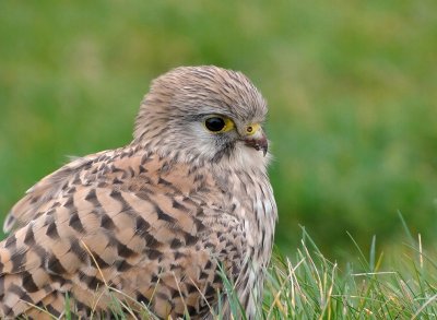 Torenvalk (Common Kestrel)