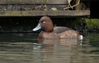 Witoogeend (Ferruginous Duck)