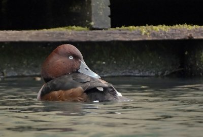 Witoogeend (Ferruginous Duck)