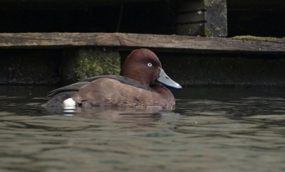 Witoogeend (Ferruginous Duck)