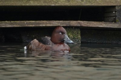 Witoogeend (Ferruginous Duck)