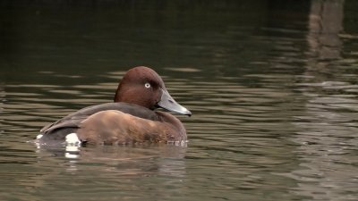 Witoogeend (Ferruginous Duck)