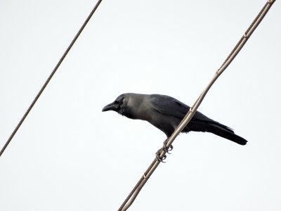 Huiskraai (House Crow)