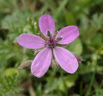 Gewone reigersbek (Erodium cicutarium sp. cicutarium )