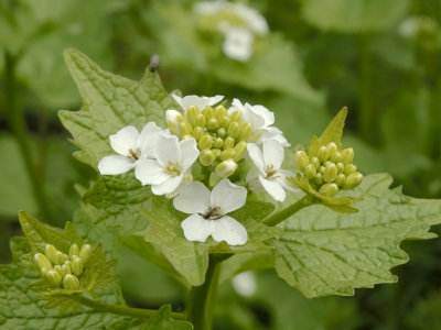 Look-zonder-look (Alliaria petiolata)