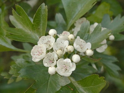 Meidoorn (Crataegus)