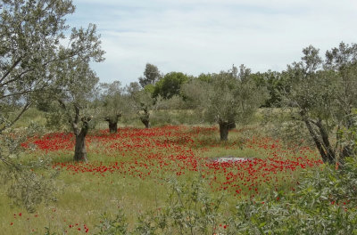 Olivegrove near Limni Metchi