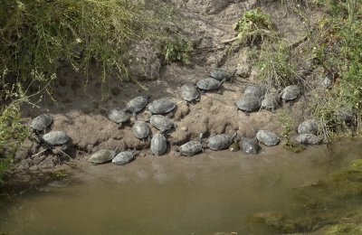 Kaspische Beekschildpadden (Stripe-necked Terrapins)