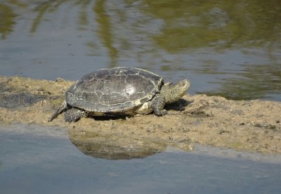 Europese Moerasschildpad (European Pond Terrapin)