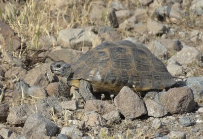 Moorse Landschildpad (Spur-thighed Tortoise)