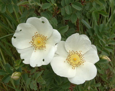 Duinroos (Rosa pimpinellifolia. syn. Rosa spinosissima)